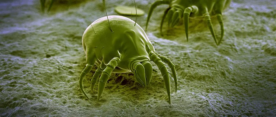 How to Kill Dust Mites and Prevent Fall Allergies blog image