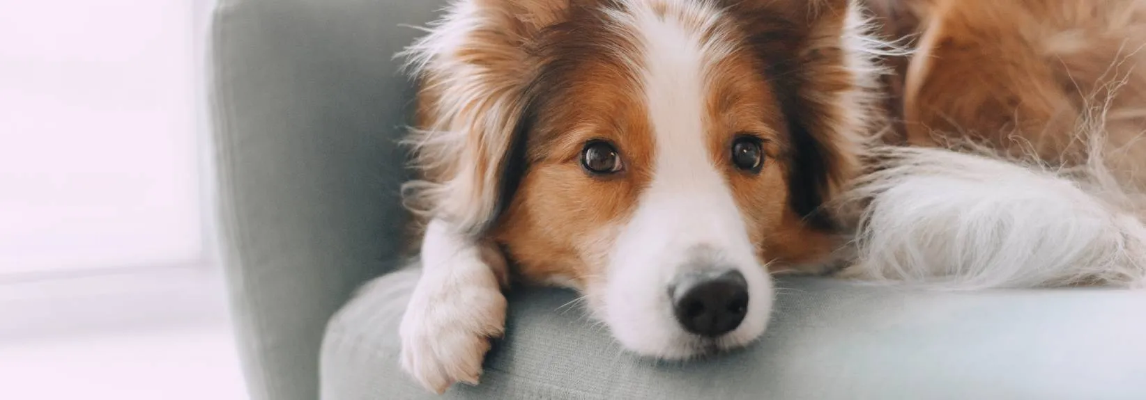 What Can Animal Hair Do to My AC Filter? blog image